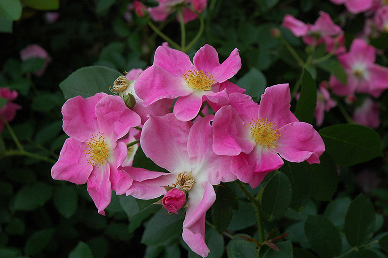 Altai Scots Rose (Rosa spinosissima) in Drums Mountaintop Wilkes