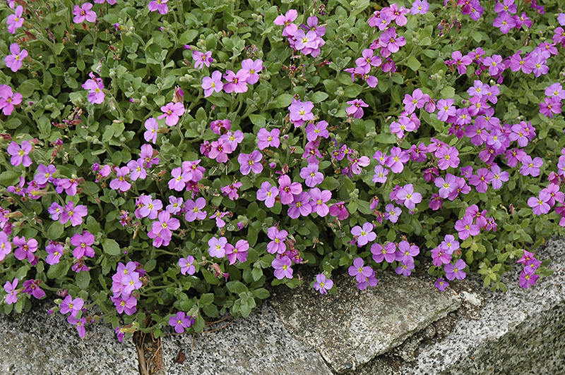 Purple Rock Cress (Aubrieta deltoidea) in Drums Mountaintop Wilkes