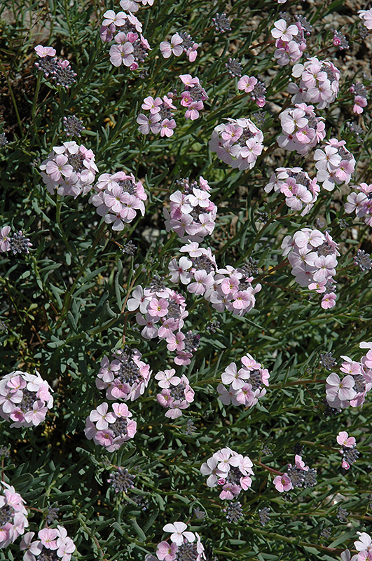 Persian Cress