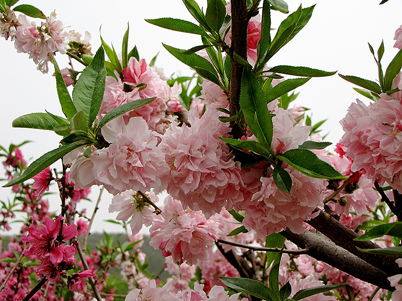 Peppermint Flowering Peach Prunus