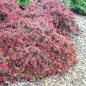 Plant Photo 9