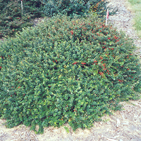Plant Photo 5