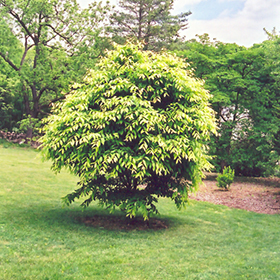 Plant Photo 4