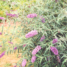 Plant Photo 4
