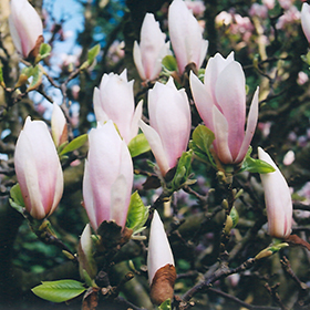 Plant Photo 1