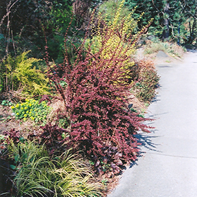 Plant Photo 4