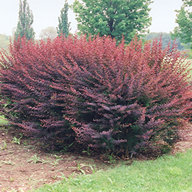 Plant Photo 8