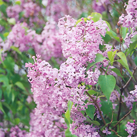 Plant Photo 3