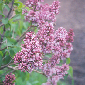 Plant Photo 3