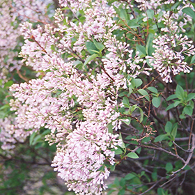 Plant Photo 2