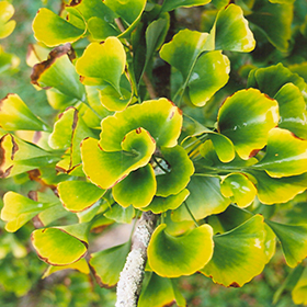 Santa Cruz Ginkgo Ginkgo biloba Santa Cruz in Drums