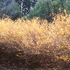 Plant Photo 6