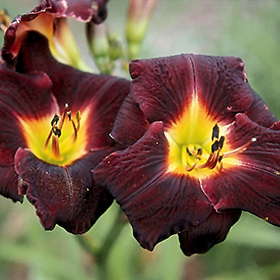 Plant Photo 4