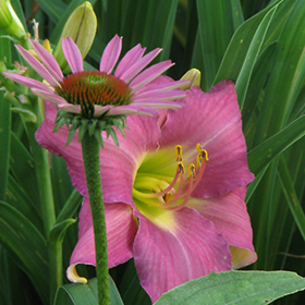 Plant Photo 8
