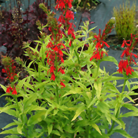 Plant Photo 9