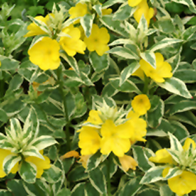 Plant Photo 7