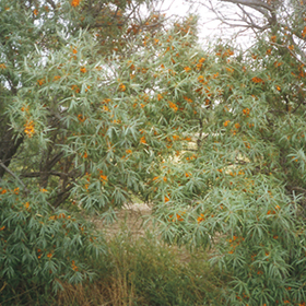 Plant Photo 1