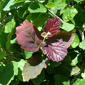 Plant Photo 4