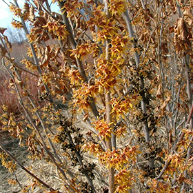 Plant Photo 7