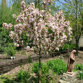 Plant Photo 2