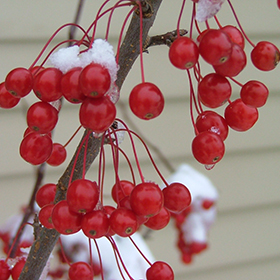 Plant Photo 4