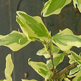 Plant Photo 6