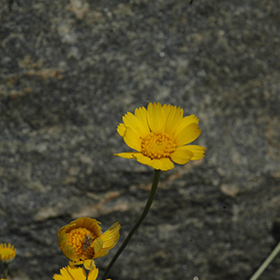 Plant Photo 1
