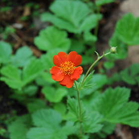 Plant Photo 1