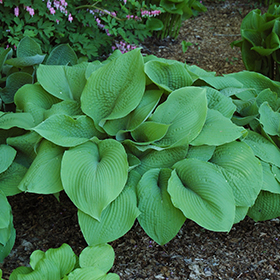 Plant Photo 3