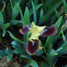 Plant Photo 3