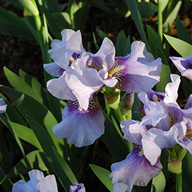 Blue Iris, Iris 