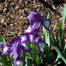 Plant Photo 2