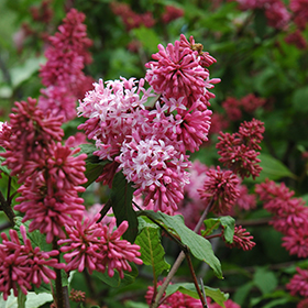Plant Photo 3