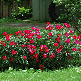 Plant Photo 10
