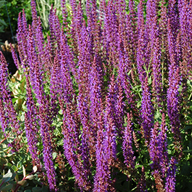 Plant Photo 4