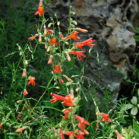 Plant Photo 6