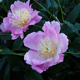 Plant Photo 2