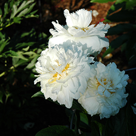 Plant Photo 6