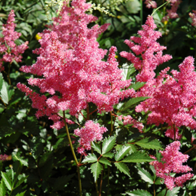 Astilbe japonica deals