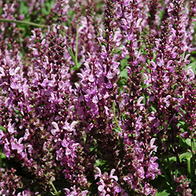 Plant Photo 3