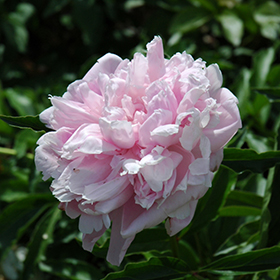 Plant Photo 7