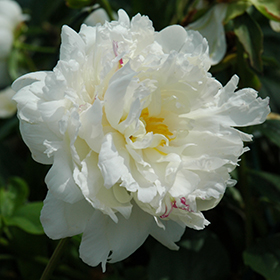 Plant Photo 8