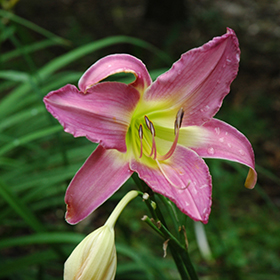 Plant Photo 1