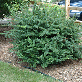 Plant Photo 6