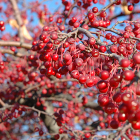 Plant Photo 10