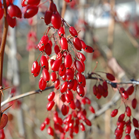 Plant Photo 10