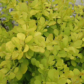 Plant Photo 7