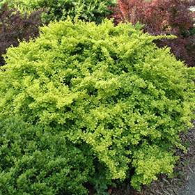 Plant Photo 4