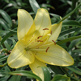 Plant Photo 9