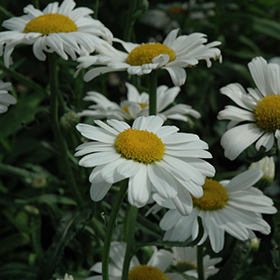 Plant Photo 10